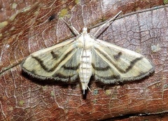 Perisyntrocha ossealis