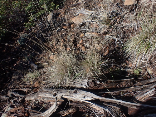 Image of Calamagrostis ophitidis by no rights reserved