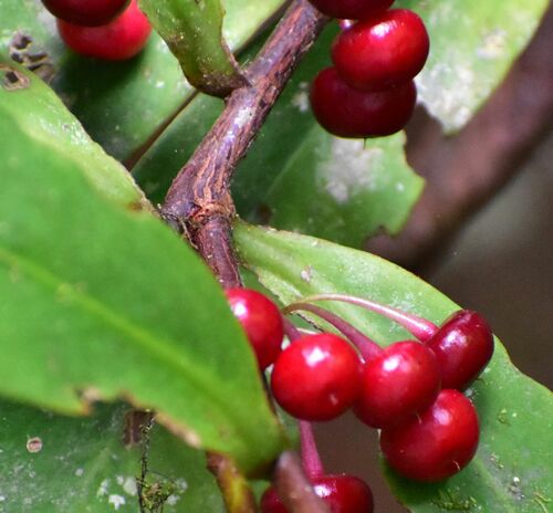 Ardisia pachyrrhachis, 2024-12-31