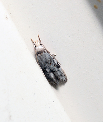 Taygete attributella