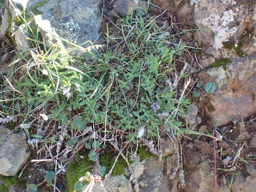 Image of Paronychia franciscana by no rights reserved