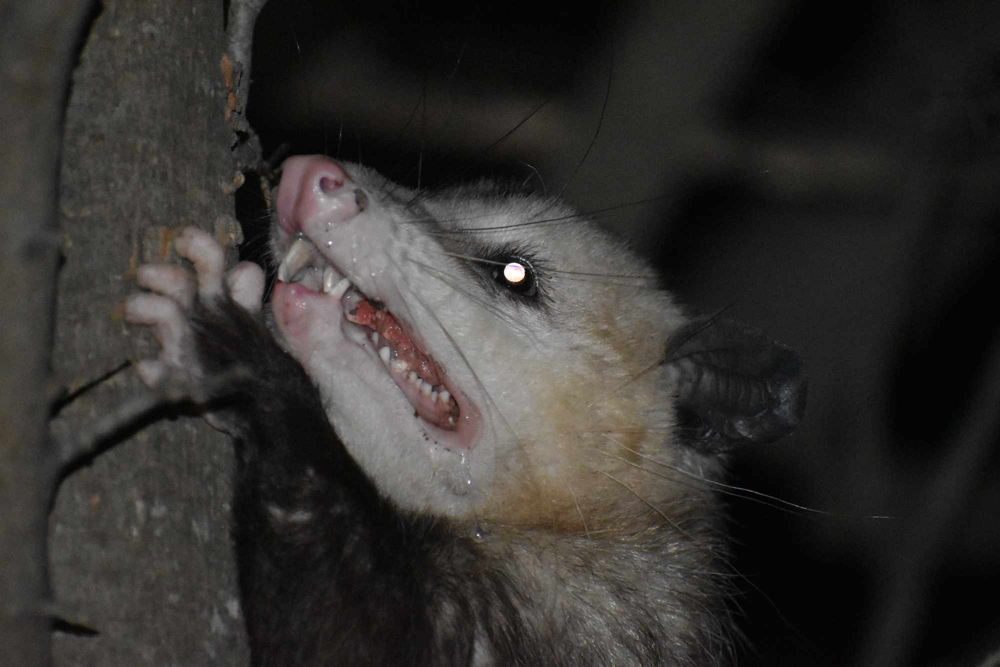 Didelphis virginiana<br>29 December, 2024