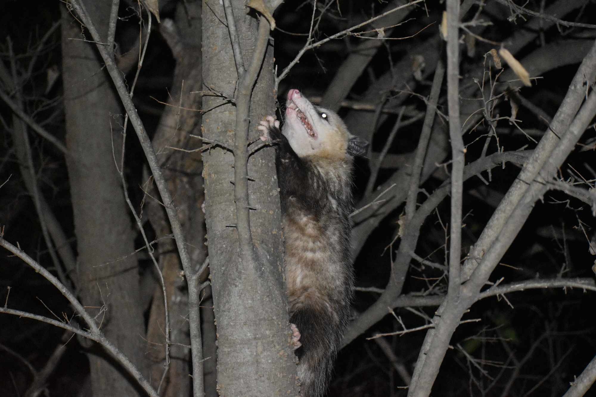 Didelphis virginiana<br>29 December, 2024