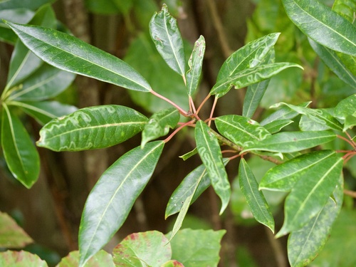 Daphniphyllum teijsmannii iNat (3)