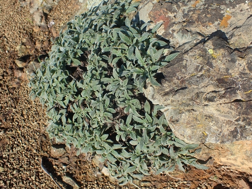 California Phacelia foliage