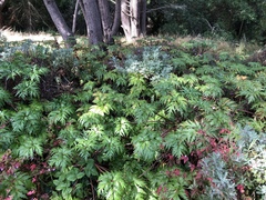 Geranium maderense