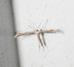 Emmelina monodactyla