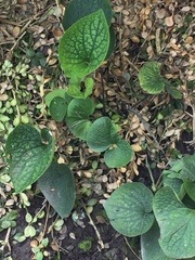 Brunnera macrophylla