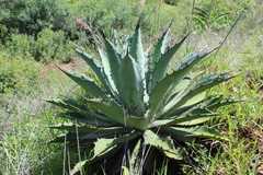 Agave lyobaa