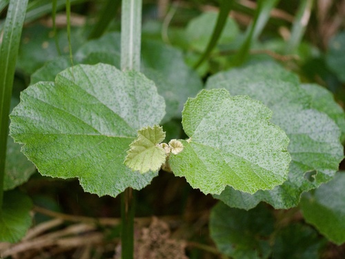 Palmleaf dewberry (Rubus sieboldii)