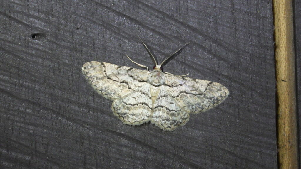 Hymenomima memor