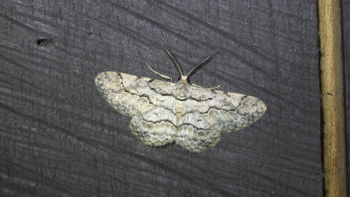 Hymenomima memor