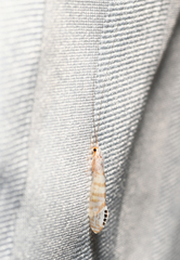 Nectopsyche exquisita