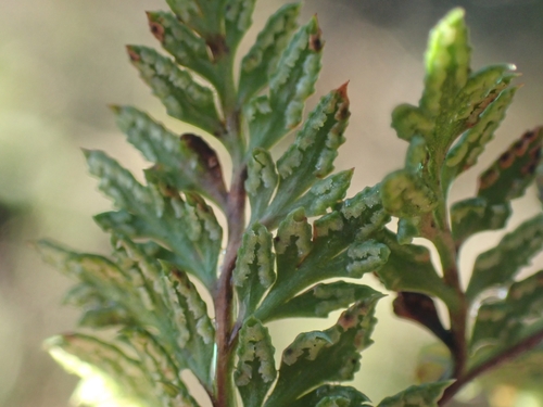 Image of Carlotta Hall's Lace Fern (Aspidotis carlotta) by no rights reserved
