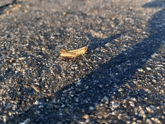 Euchorthippus elegantulus