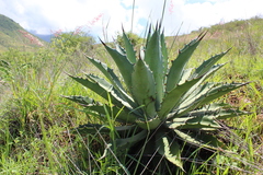 Agave lyobaa