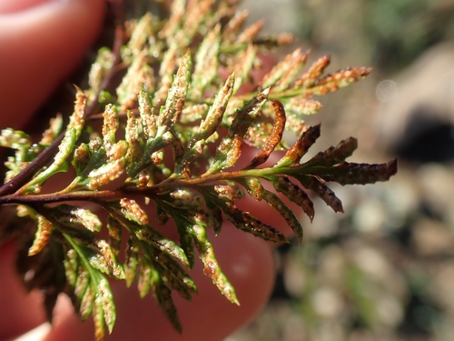Image of Carlotta Hall's Lace Fern (Aspidotis carlotta) by no rights reserved