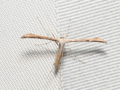 Emmelina monodactyla