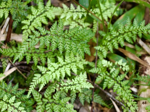 Thelypteris miyagii iNat (2)