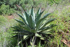 Agave lyobaa