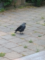 Corvus monedula
