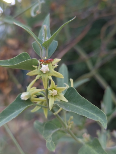 Image of Araujia odorata by (c) Tom Field, some rights reserved (CC BY)