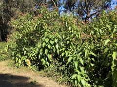 Nicotiana tomentosa