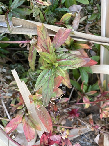 American Willowherb foliage