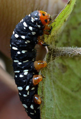 Xanthopastis moctezuma