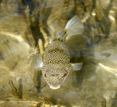 Tetractenos hamiltoni