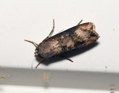 Agrotis ipsilon