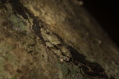 Metrioglypha phyllodes