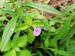 Impatiens