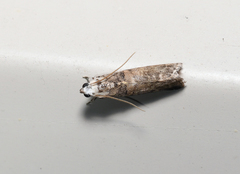 Acrobasis juglandis