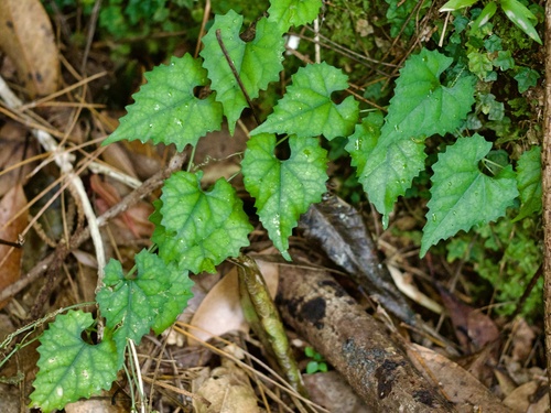 Trichosanthes miyagii iNat (3)