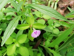 Impatiens