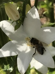 Apis mellifera