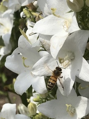 Apis mellifera