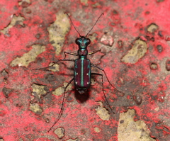 Jansenia azureocincta