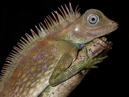 Bell's Anglehead Lizard, Gonocephalus bellii