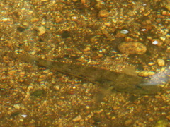Glossogobius giuris