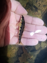 Piedmont Darter photo 5