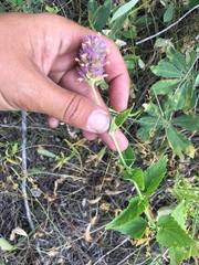 Agastache urticifolia
