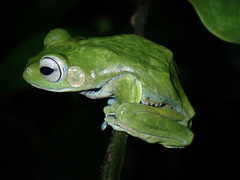 Rhacophorus norhayatii