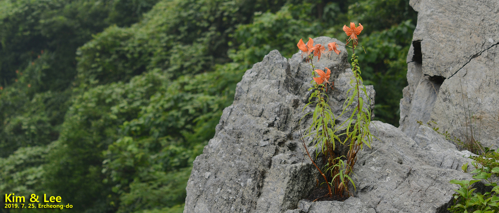 tiger lily