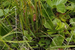 Danthonia intermedia