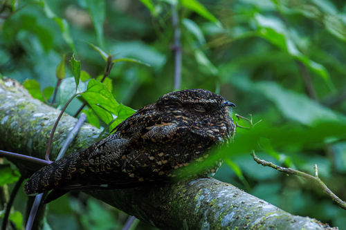 Blackish Nightjar (Nyctipolus nigrescens), photo 5
