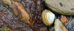Coecella chinensis