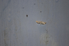 Lamprosema