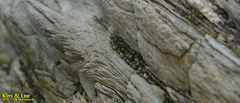 Littorina brevicula